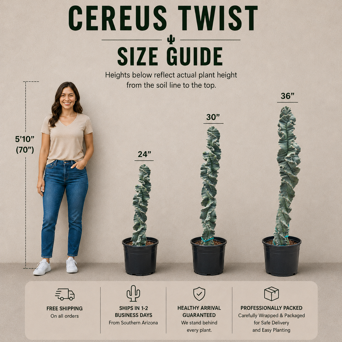Cereus Twist Cactus specimen with upright twisted stems and architectural growth.