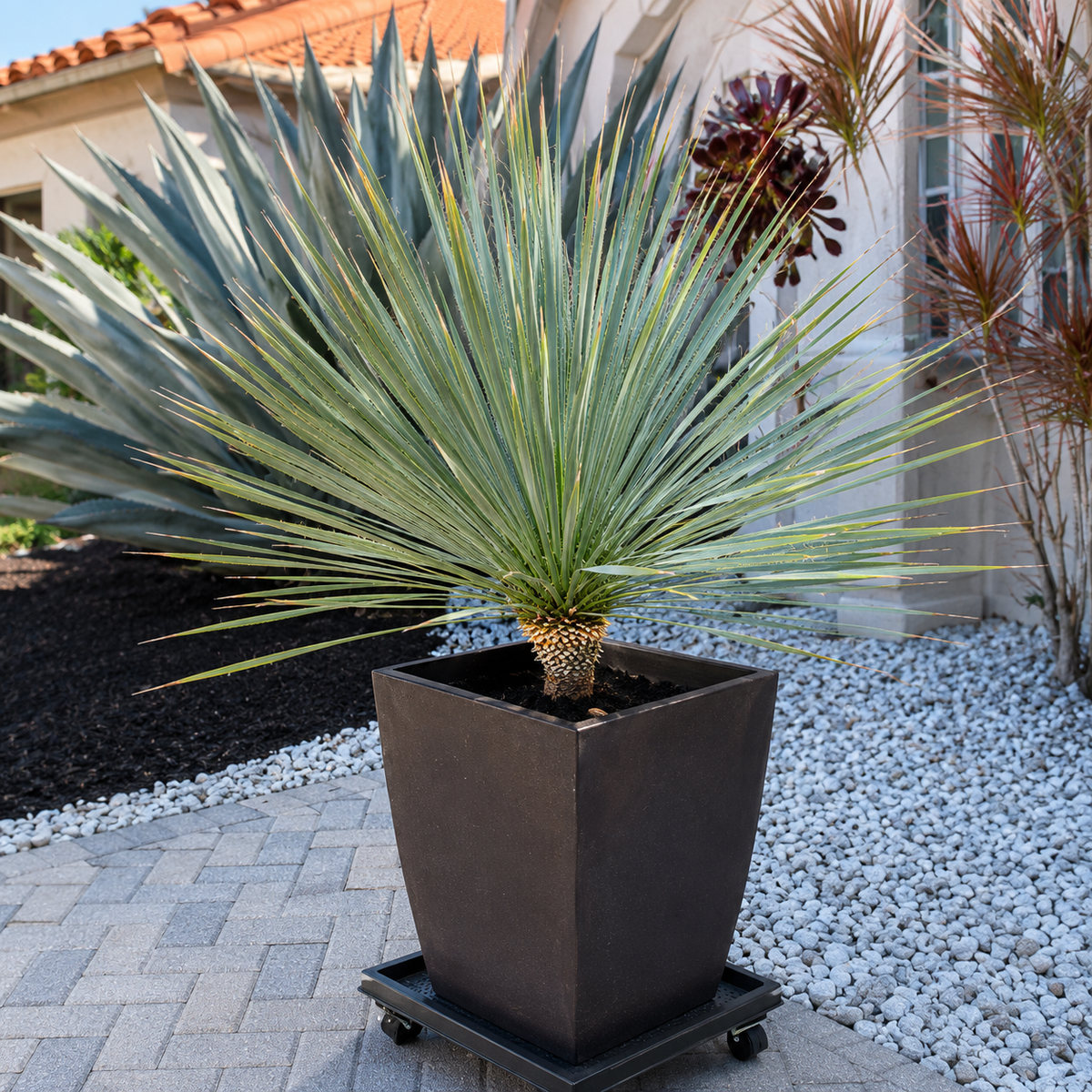 Beaked Yucca live specimen with fine pointed foliage forming a sculptural sphere.
