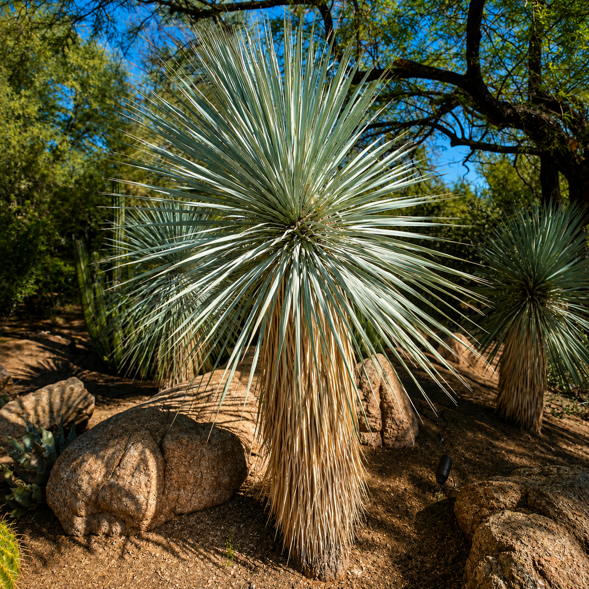 Live Yucca rostrata with a full architectural crown of narrow blue-green foliage.