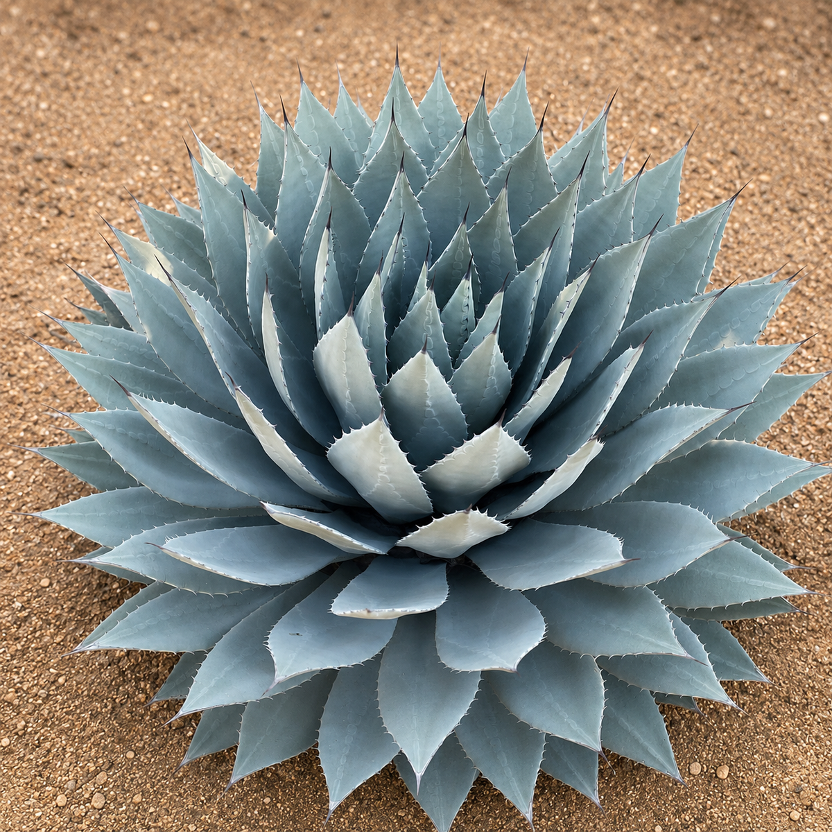 Agave parryi huachucensis specimen with thick sculptural foliage and pointed leaf tips.