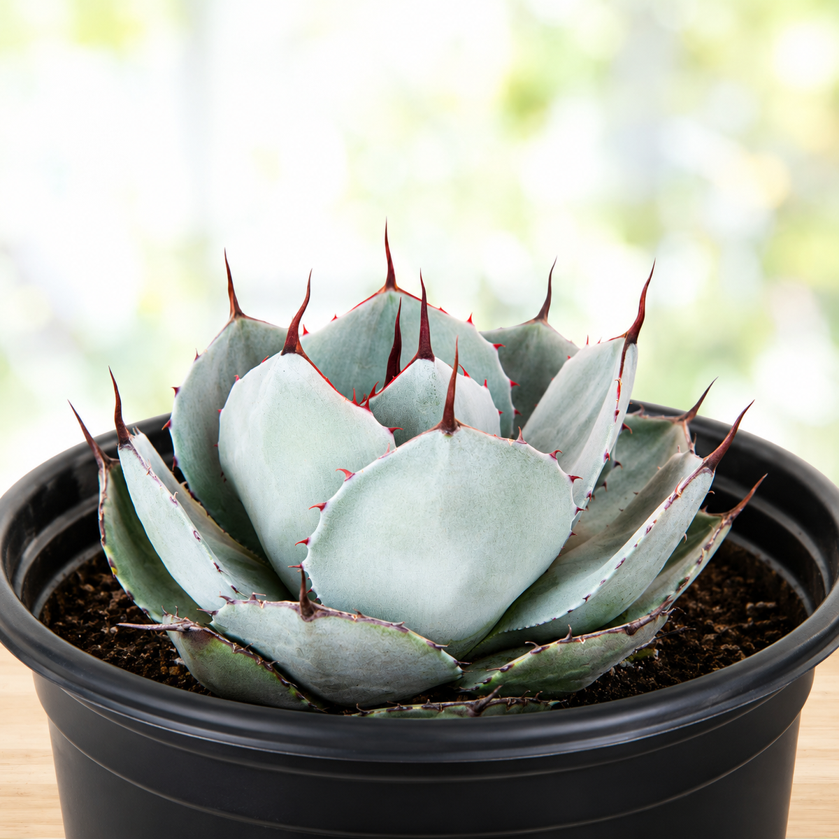 Agave parryi truncata live plant with a compact artichoke-shaped rosette of blue-gray leaves.