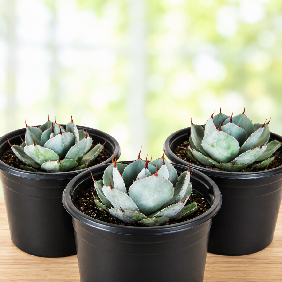 Agave parryi truncata specimen with broad overlapping leaves and a geometric rosette.