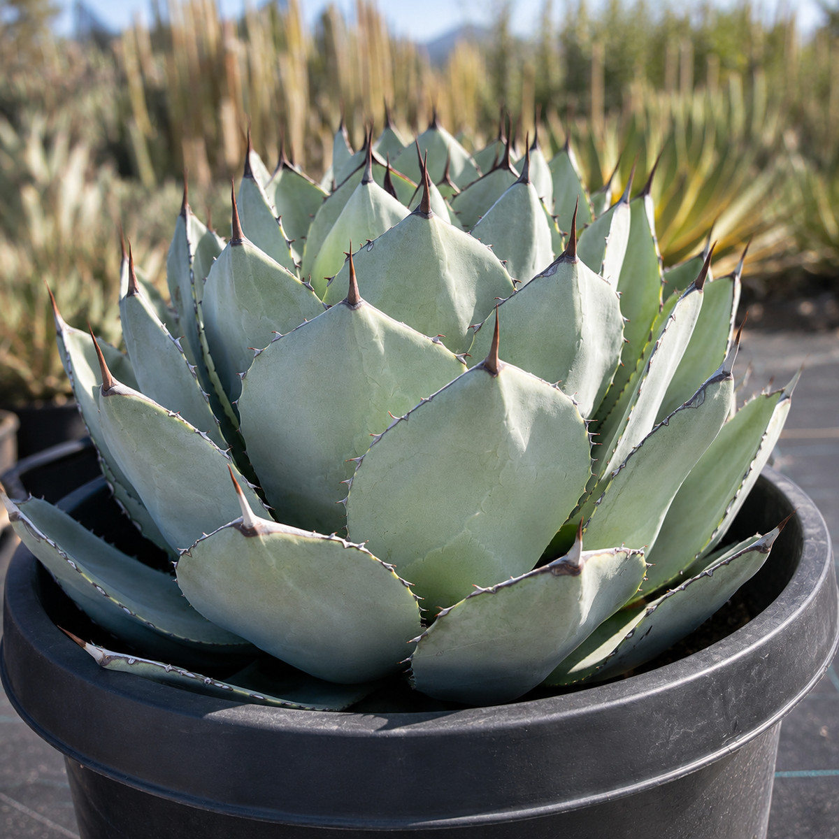 Live Agave parryi truncata showing thick blue-gray leaves with pronounced terminal spines.