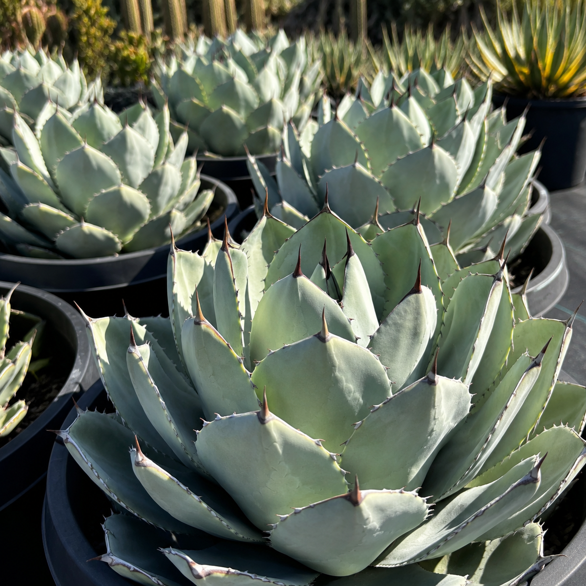 Agave parryi truncata live specimen with a tight architectural rosette and broad leaves.