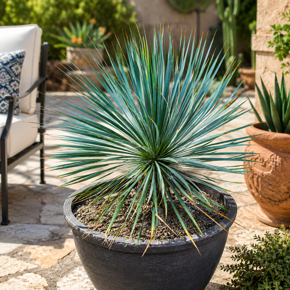 Yucca rostrata live plant with a dense spherical crown of narrow blue-green leaves.