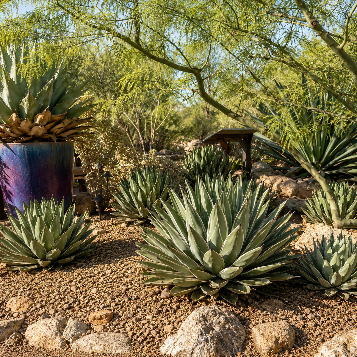 A landscaped desert garden scene with multiple agaves and other succulents planted in gravel beds under live trees. A large iridescent blue-purple planter is visible on the left, and a small wooden bench appears in the background.