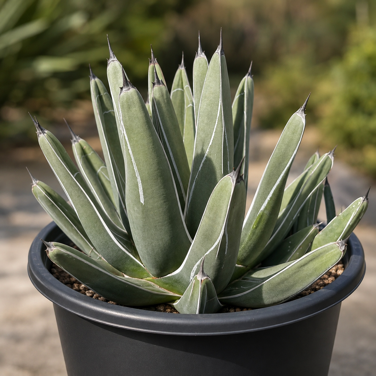 King Ferdinand Agave specimen with thick leaves arranged in a dense symmetrical rosette.