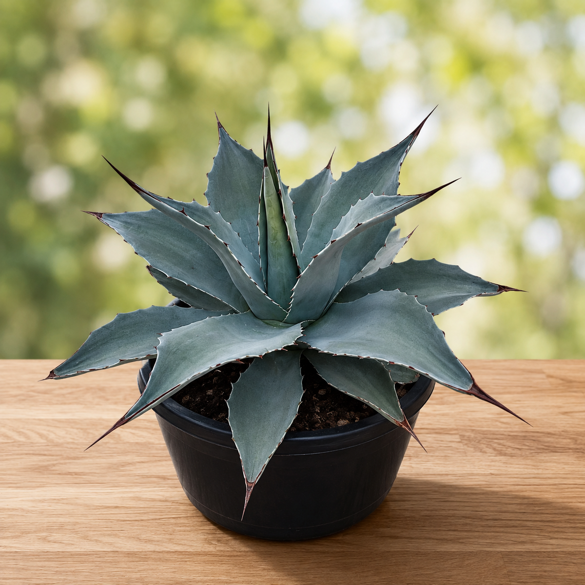 Agave ovatifolia specimen with thick pale blue foliage and strong terminal points.