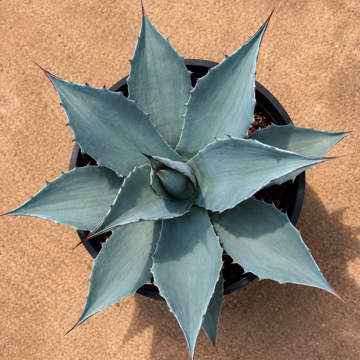 Live Whale's Tongue Agave showing broad blue-gray leaves and compact symmetrical growth.