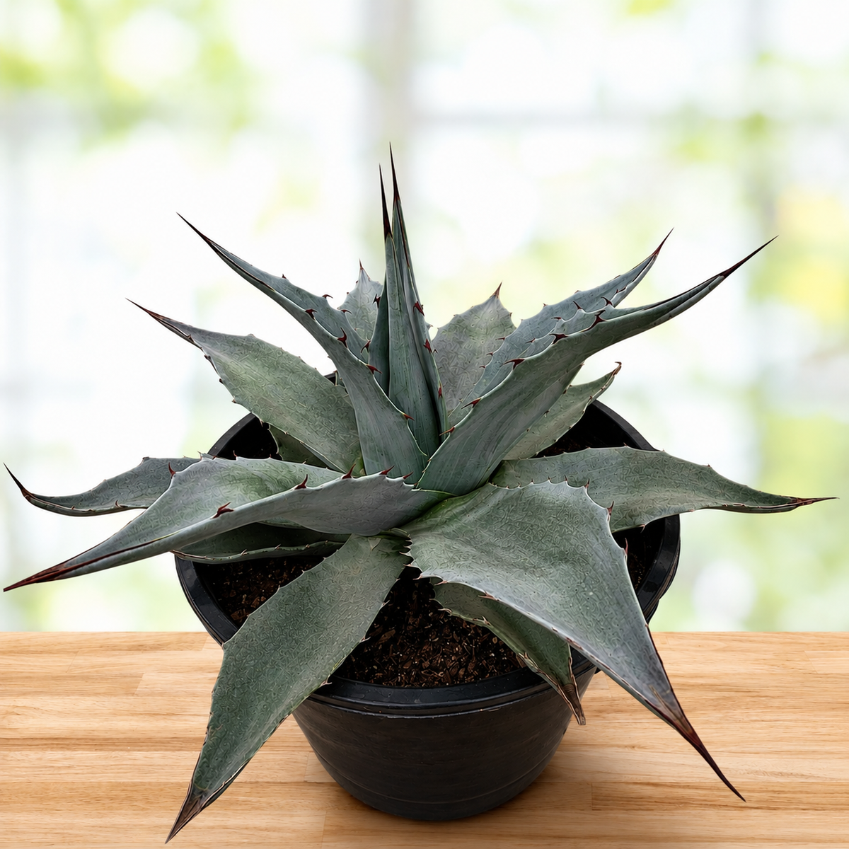 Agave ovatifolia plant highlighting its distinctive broad blue leaves and architectural form.