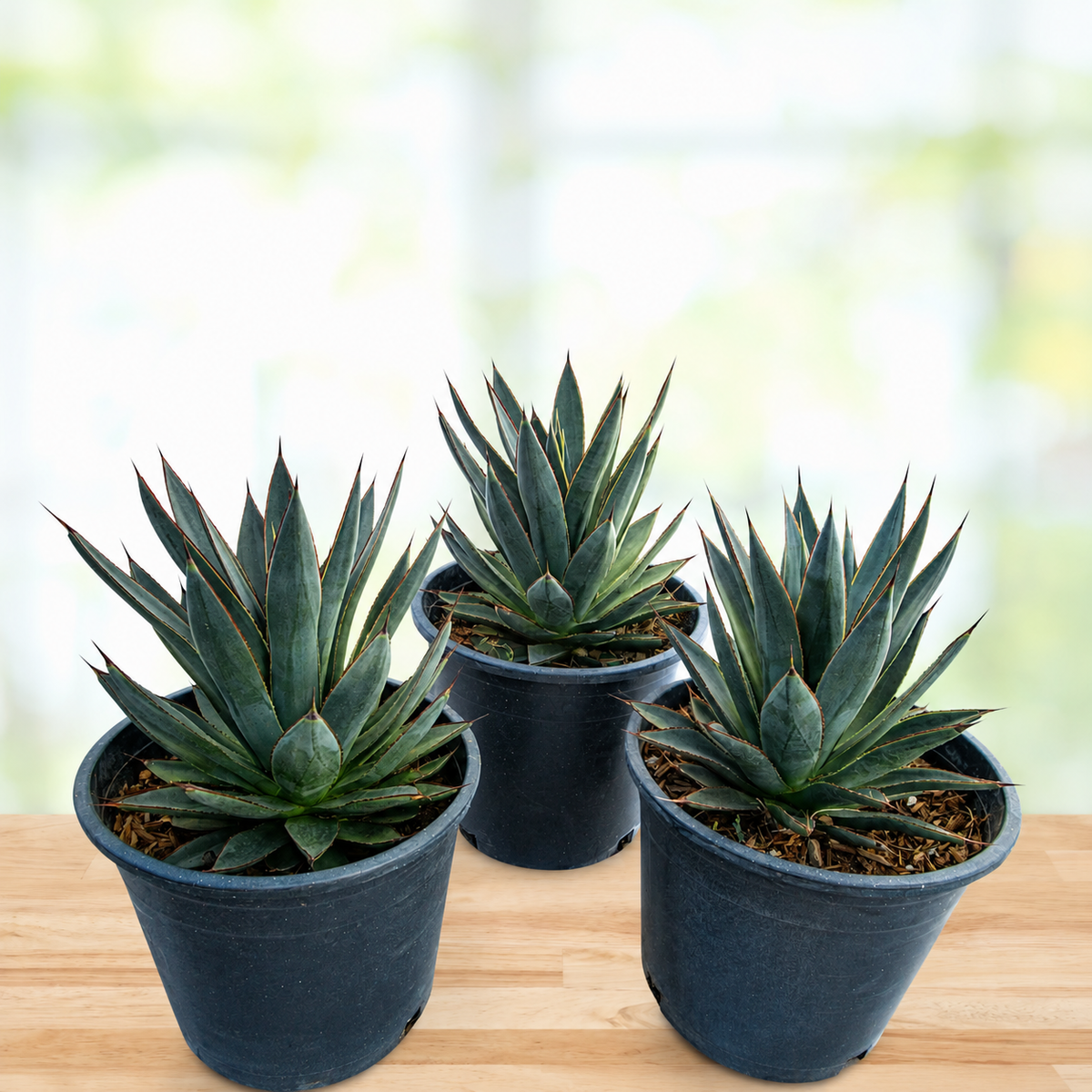 Agave 'Blue Glow' live specimen with blue-green foliage and crisp leaf edges.
