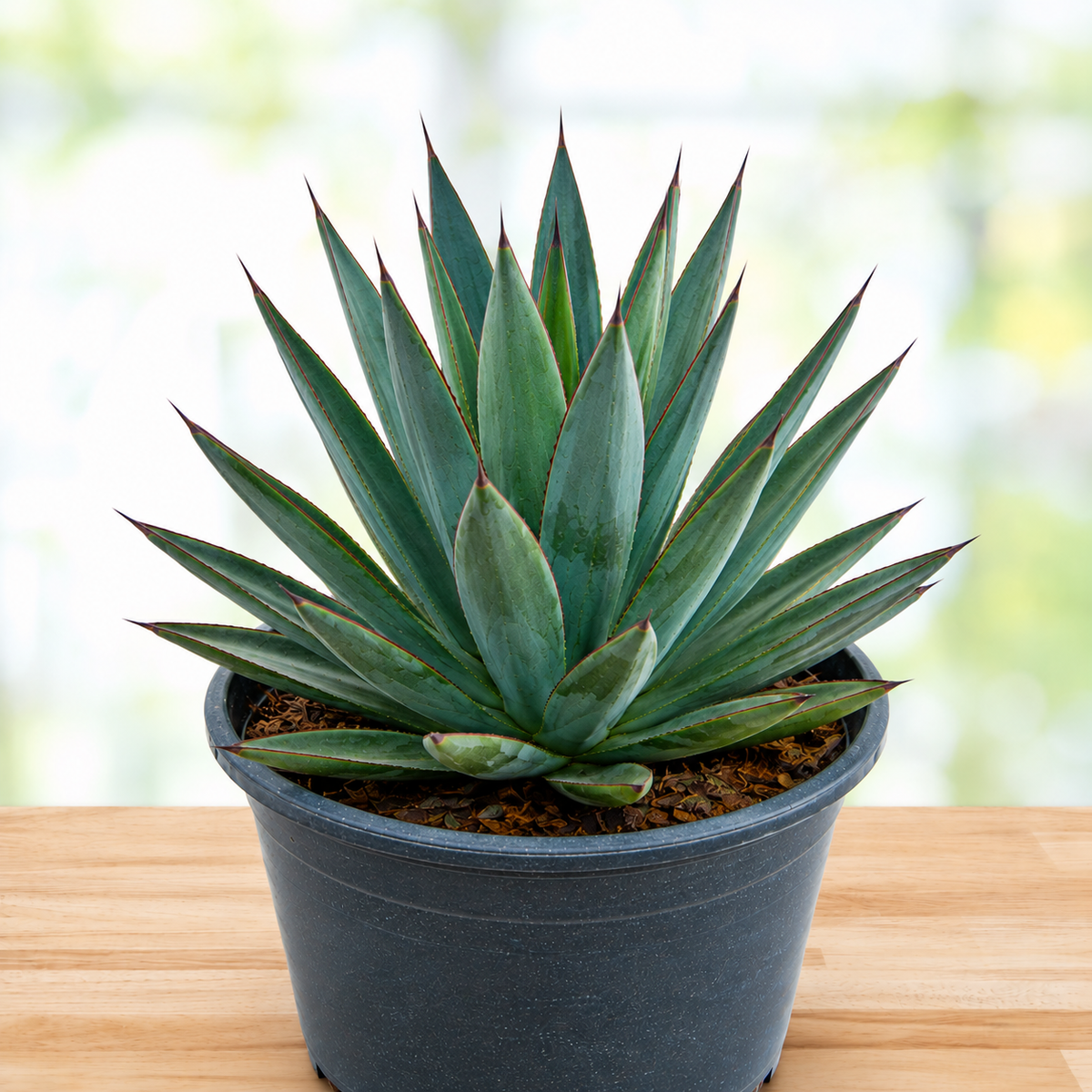 Blue Glow Agave plant highlighting its compact geometric rosette and pointed leaves.