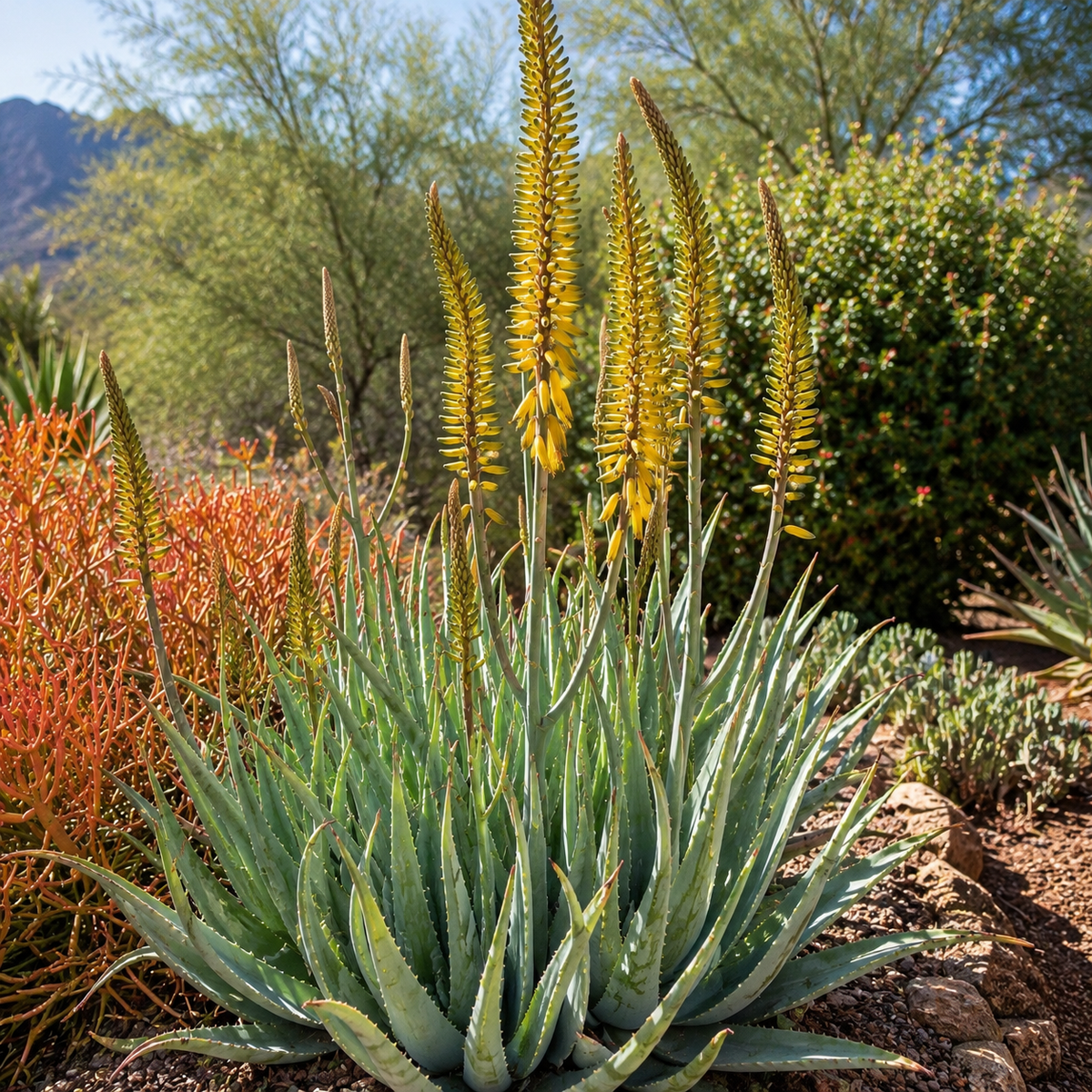 Aloe barbadensis live specimen with healthy upright succulent foliage.