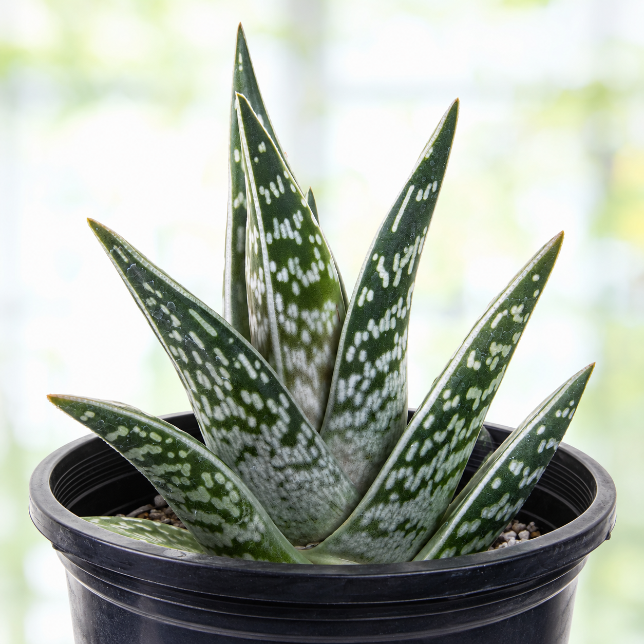 Tiger Aloe live plant, alternate product view 1