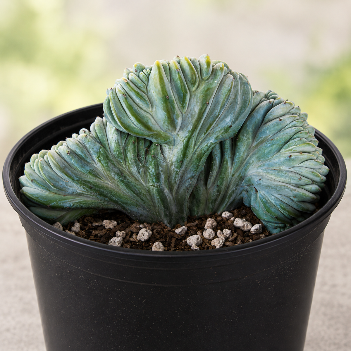 Crested Blue Flame Cactus live plant highlighting irregular folded crested stems.