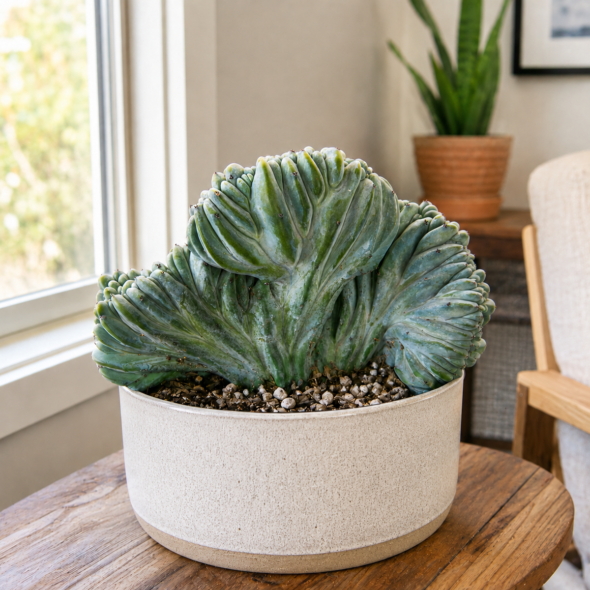 Crested Blue Flame specimen showing sculptural folded blue-green cactus growth.
