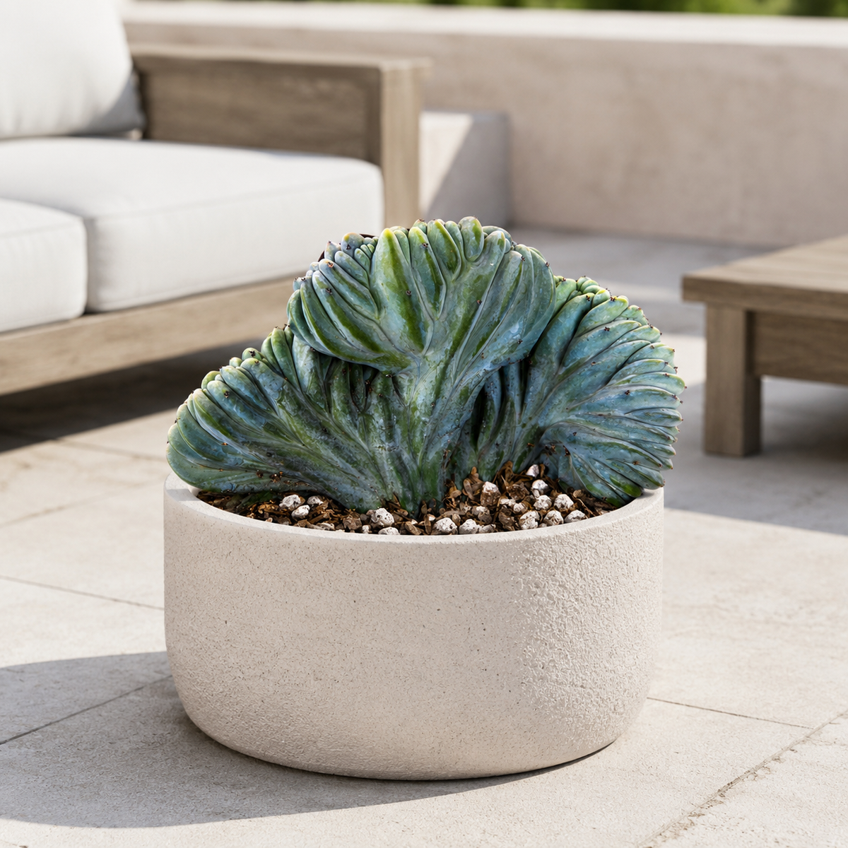 Live Crested Blue Flame Cactus with irregular fan-shaped crested stems.