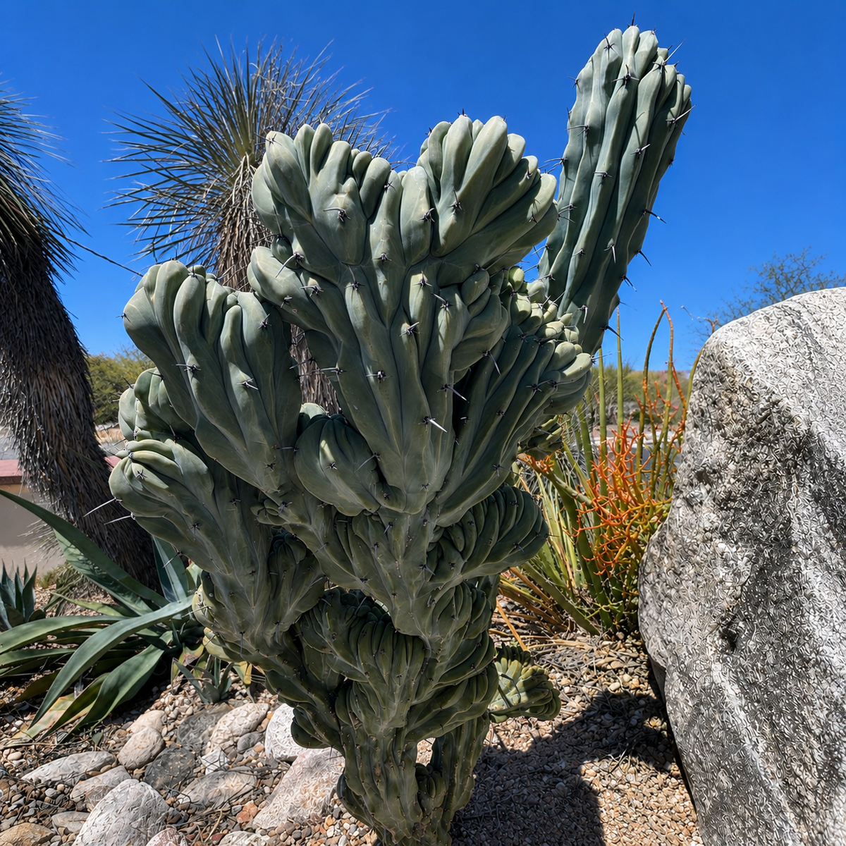 Live Crested Blue Flame Cactus showing mature fan-shaped blue-green growth.