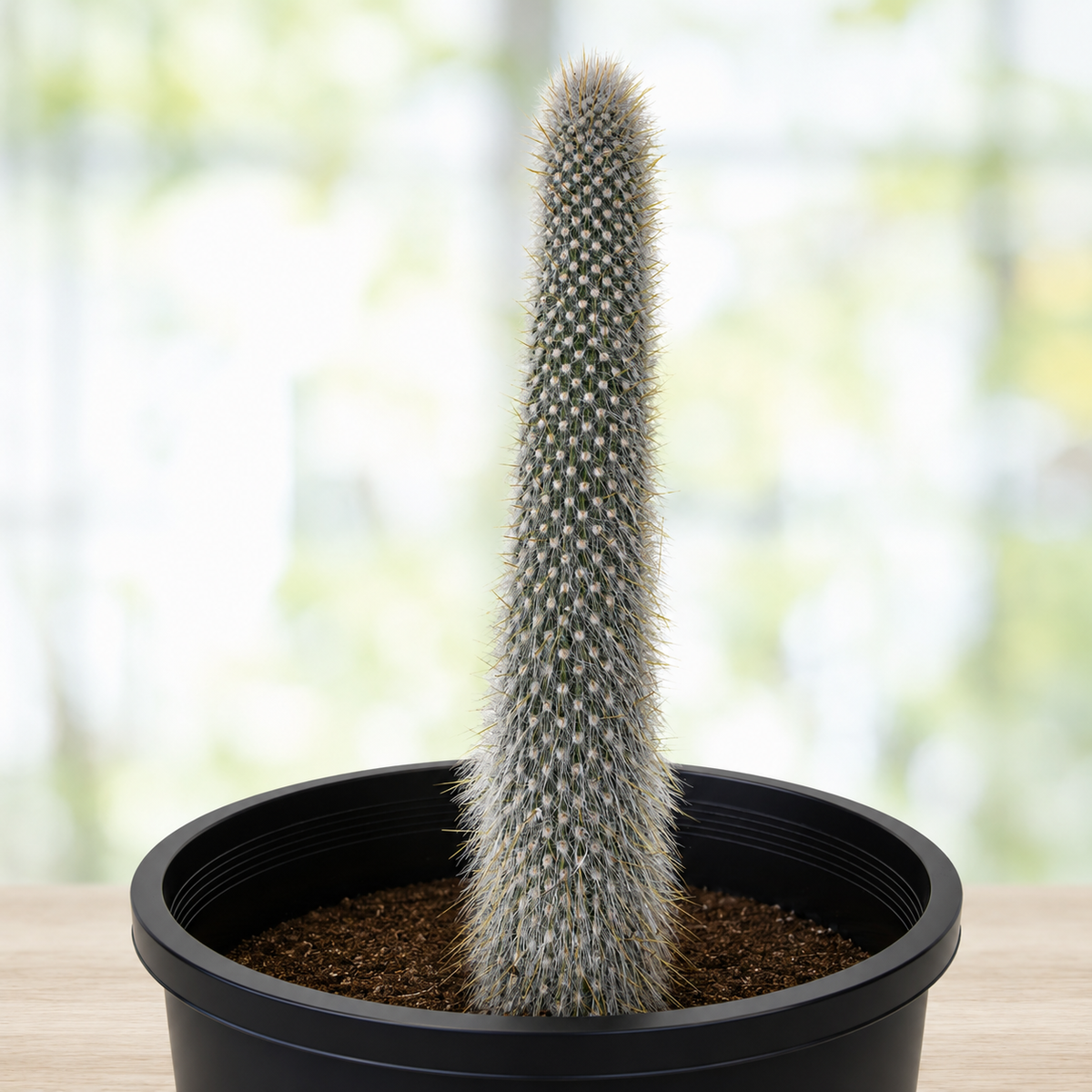 Silver Torch Cactus live plant with slender columns covered in silvery-white spines.