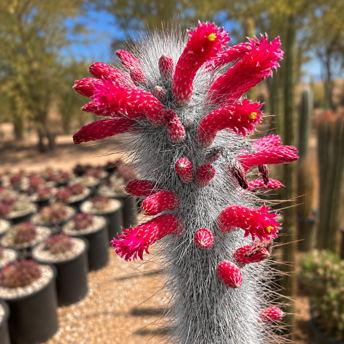 Live Silver Torch Cactus showing slender upright growth and fine white spination.