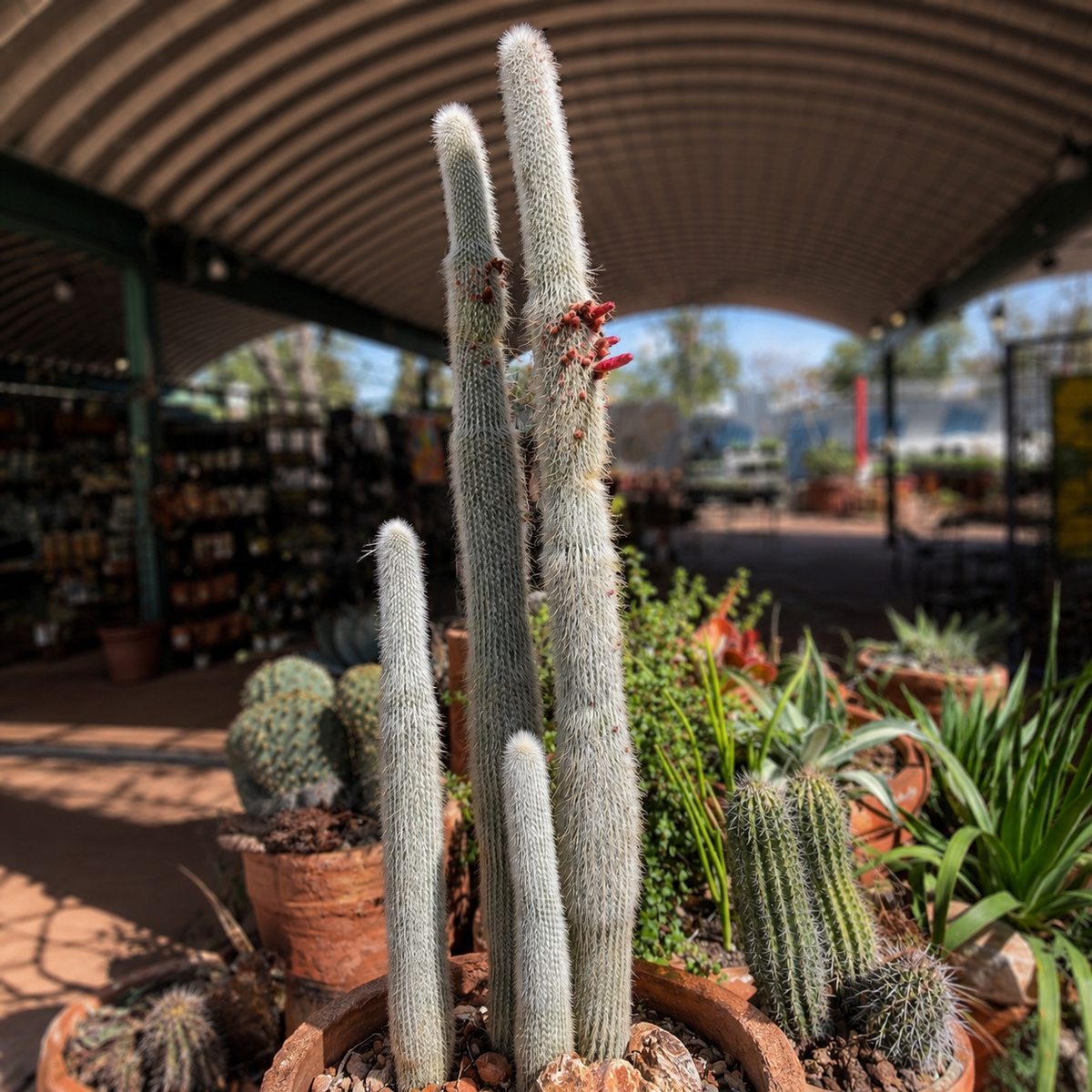 Silver Torch Cactus live specimen with tall narrow stems and dense silver-white spines.