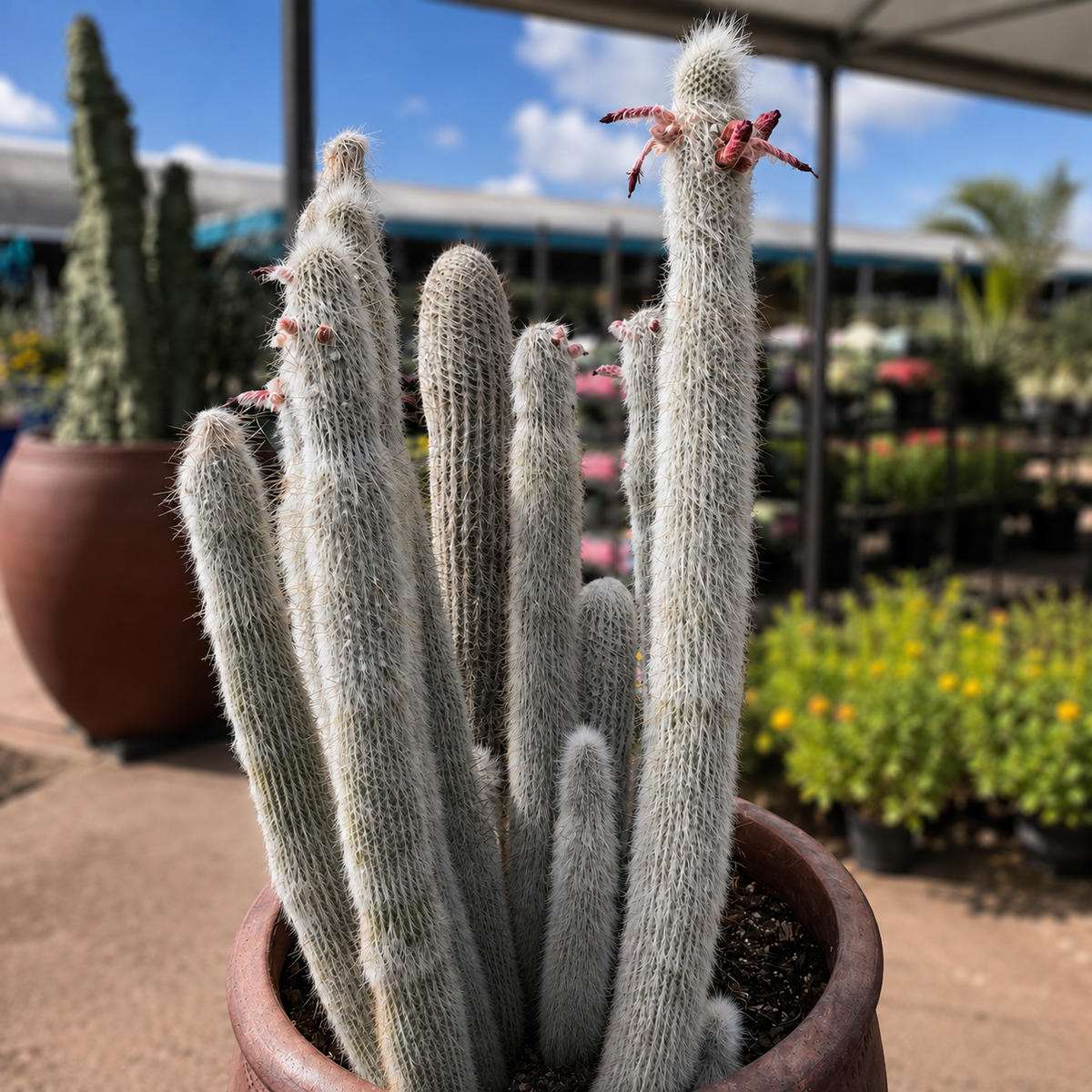 Silver Torch Cactus plant highlighting its elegant columnar form and pale spination.