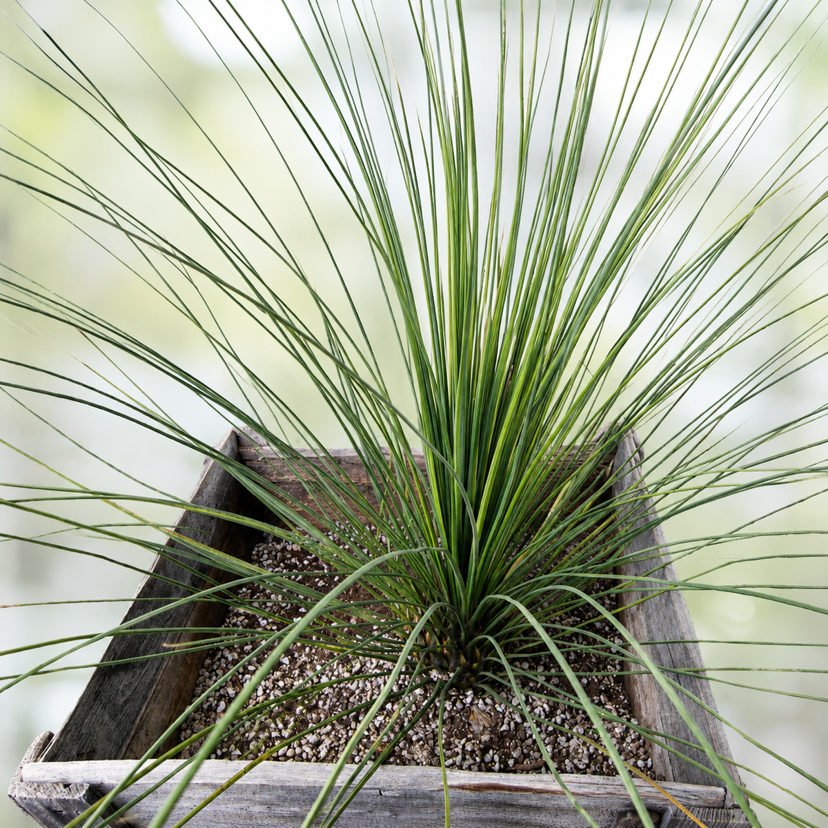 Live Mexican Grass Tree showing a full crown of long strap-like green leaves.