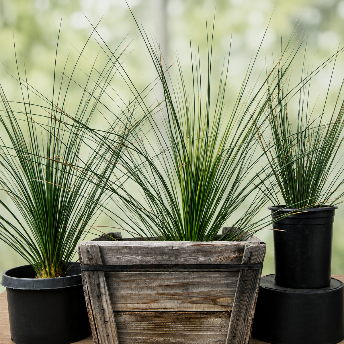 Mexican Grass Tree live plant highlighting its fine green foliage and rounded crown.