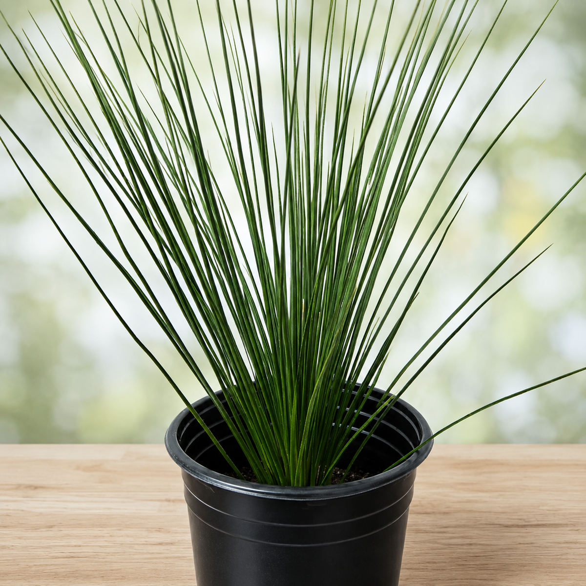 Mexican Grass Tree specimen with dense narrow leaves and graceful arching growth.