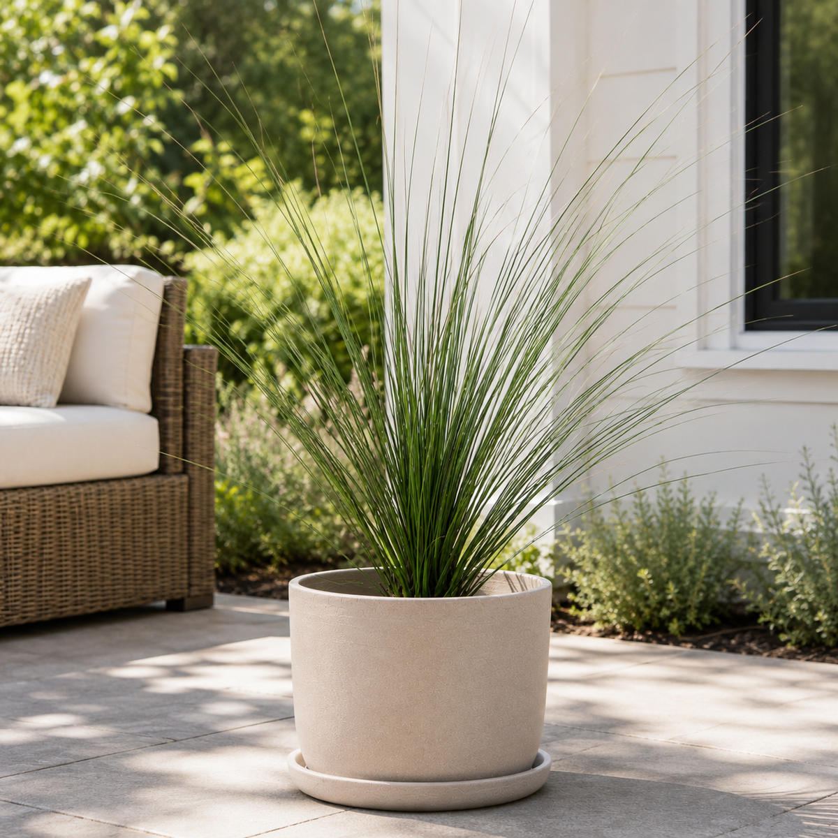 Mexican Grass Tree specimen showing fine arching foliage and a full grass-like crown.