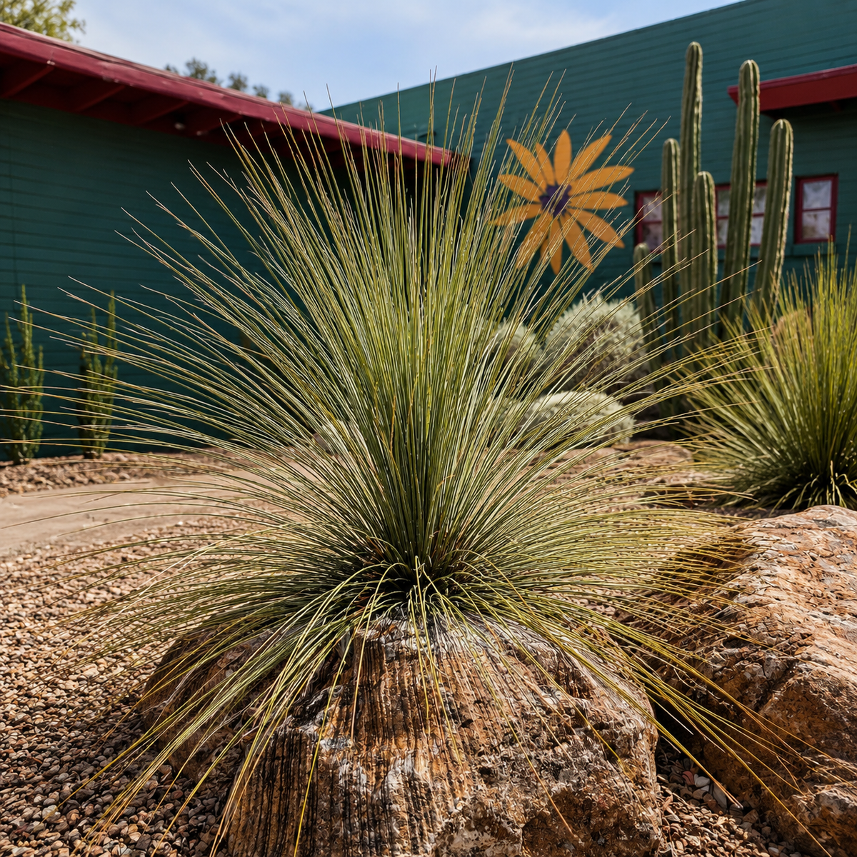 Mexican Grass Tree live specimen with fine foliage radiating from a compact center.