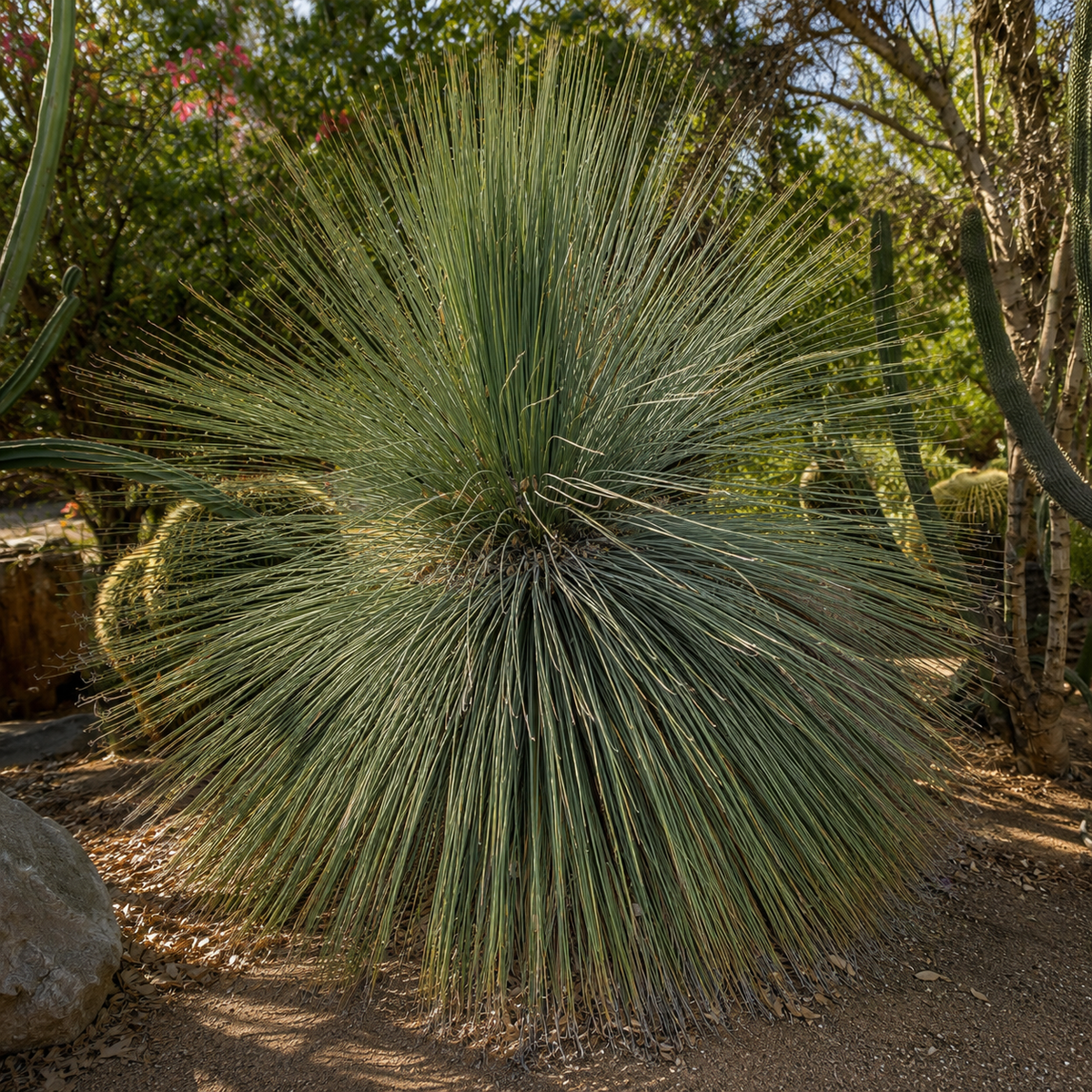 Mexican Grass Tree plant highlighting its dense fountain-like green foliage.