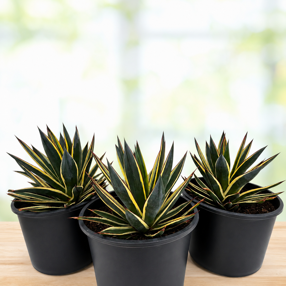 Snow Glow Agave specimen with smooth striped leaves and warm contrasting margins.