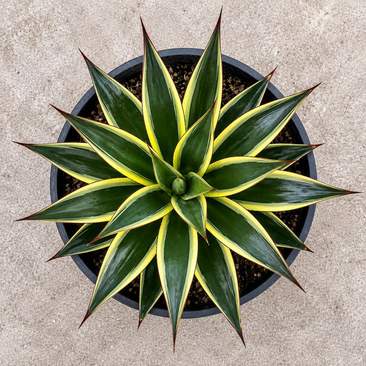 Live Agave 'Snow Glow' showing compact architectural growth and cream-edged foliage.