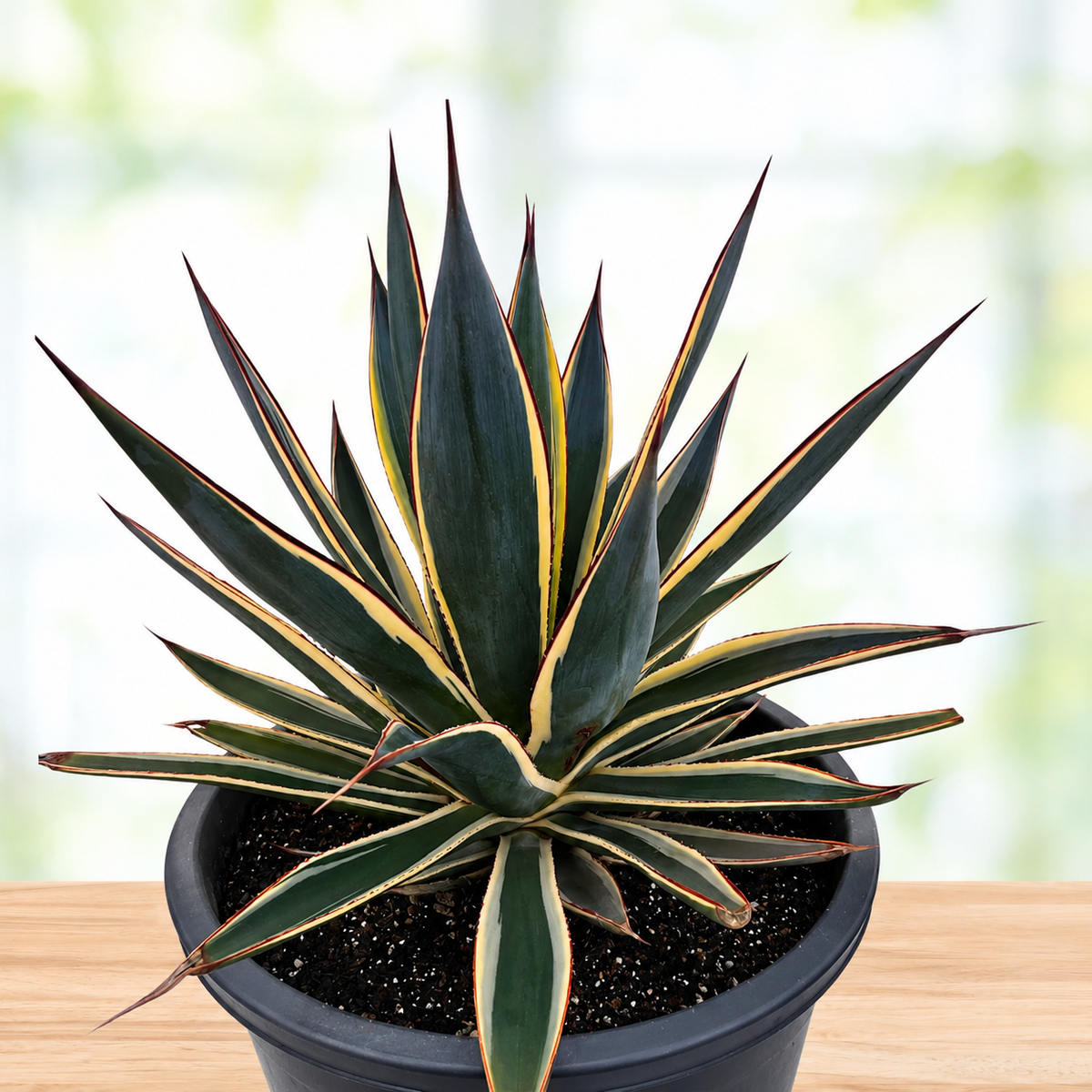 Snow Glow Agave plant highlighting its bright leaf margins and sculptural rosette form.