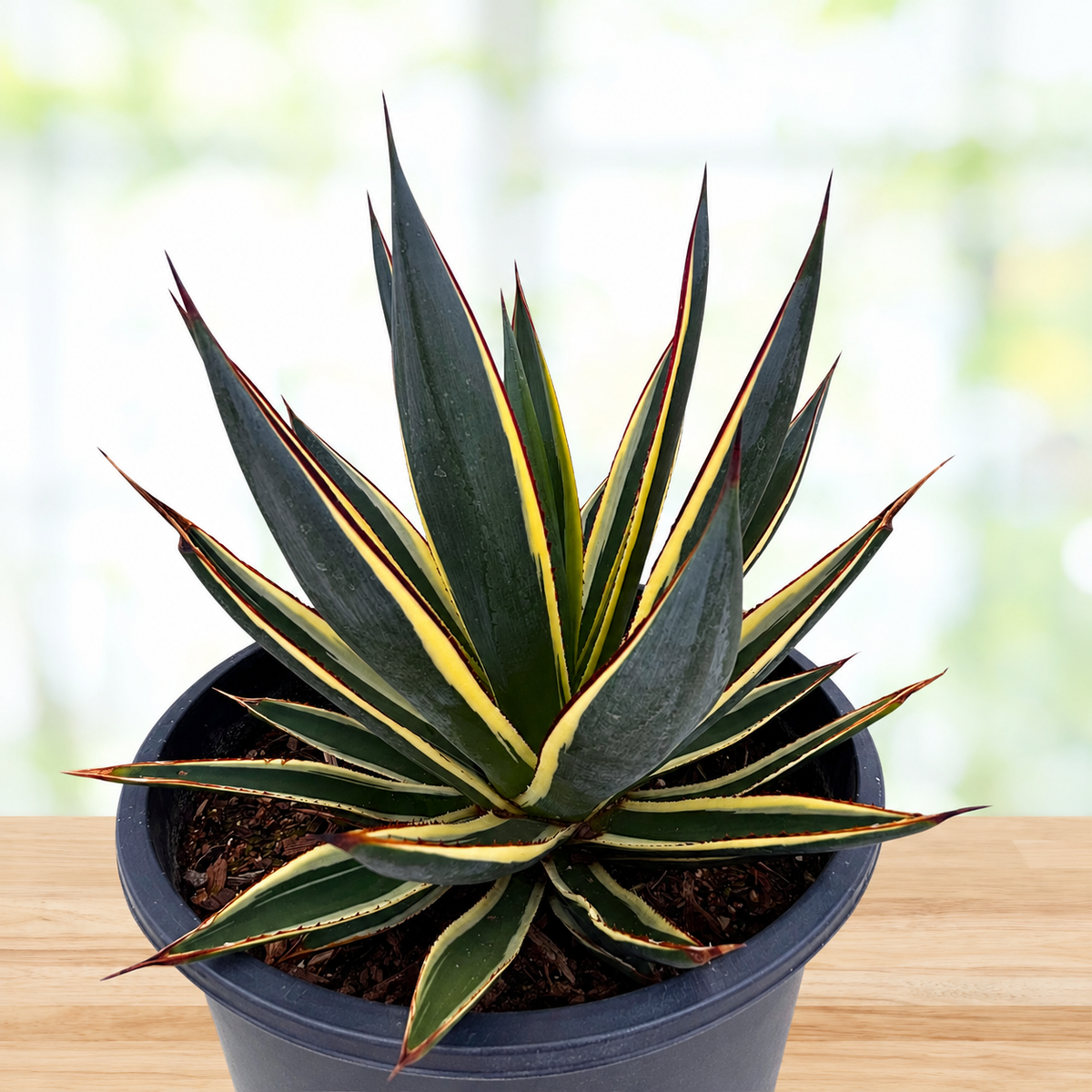 Variegated Blue Glow Agave live specimen with blue-green leaves bordered in yellow.