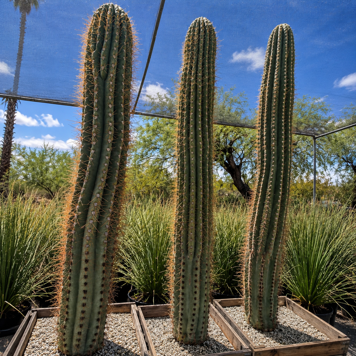South American Saguaro specimen showing tall mature columnar cactus growth.