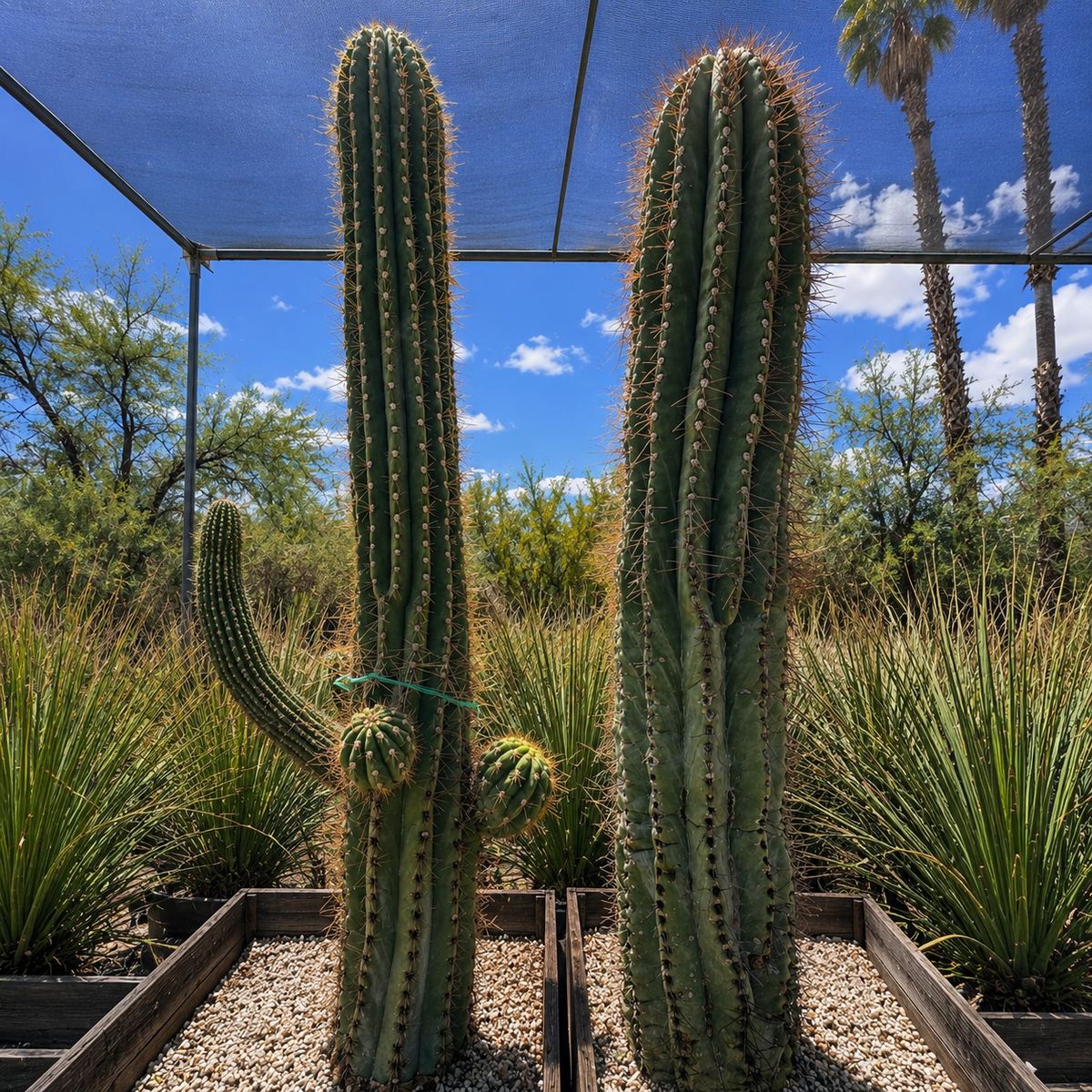 South American Saguaro live plant with strong vertical ribs and desert-cactus form.
