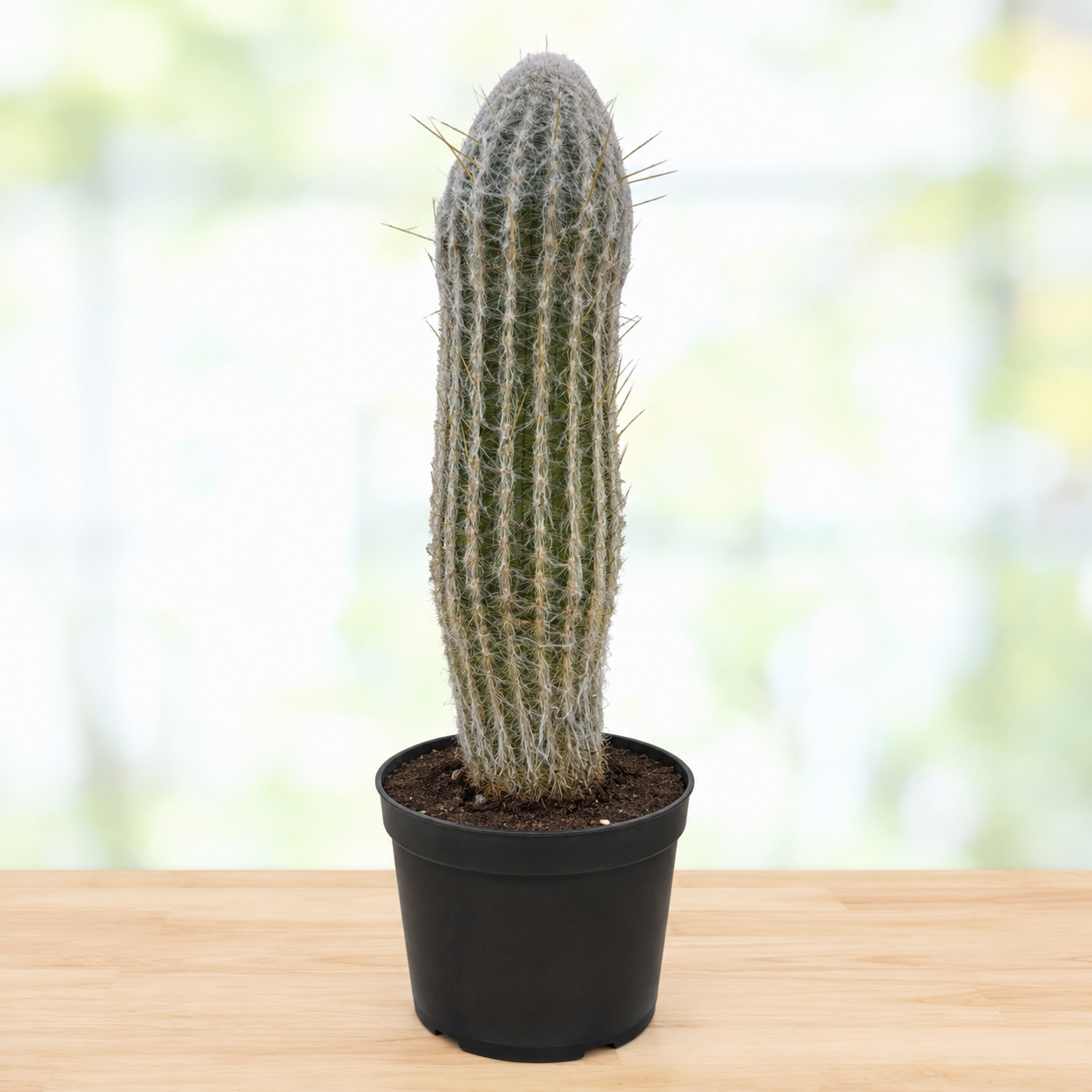 Peruvian Old Man Cactus live plant with an upright column densely covered in white hair-like spines.