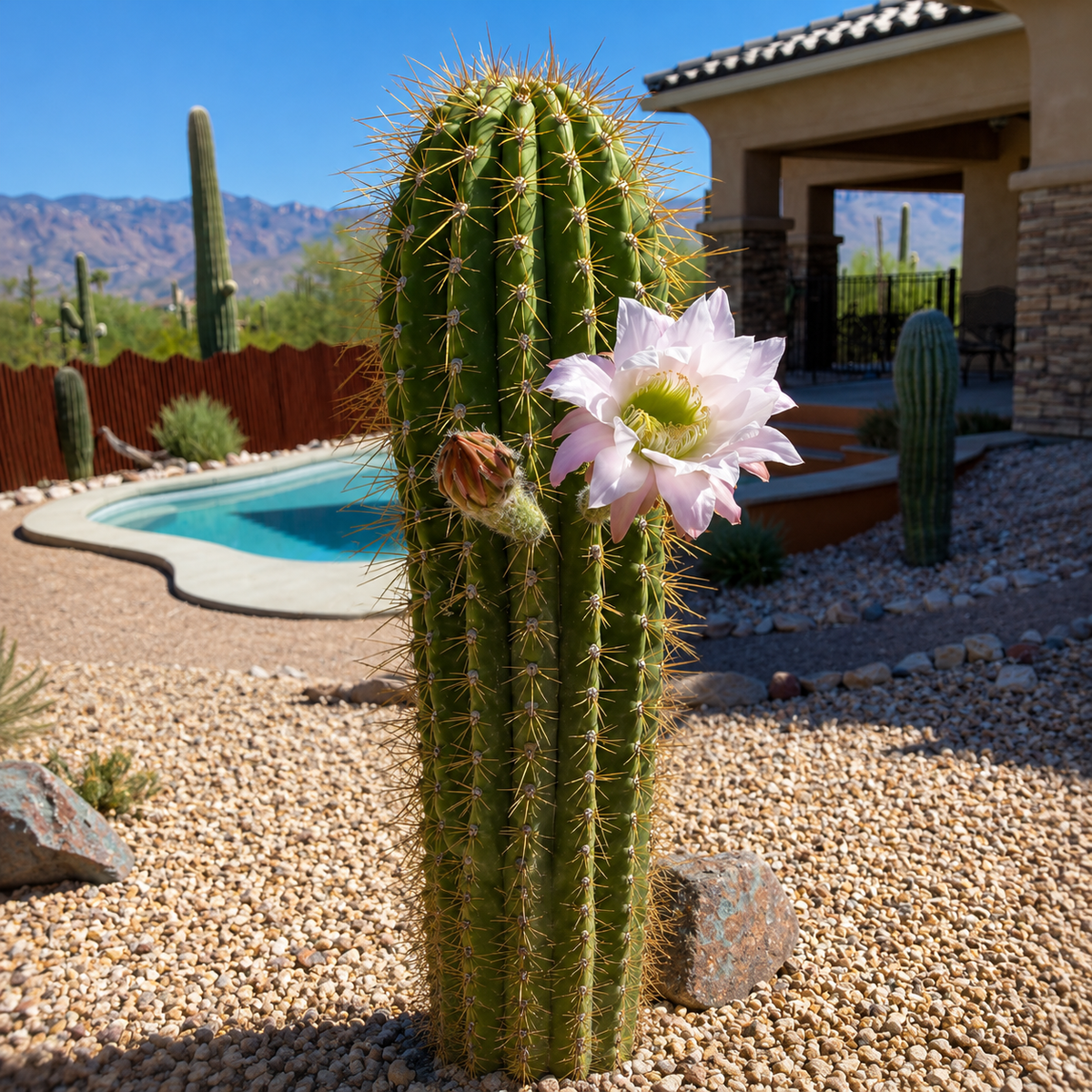 Live South American Saguaro showing mature upright cactus growth and dense spination.