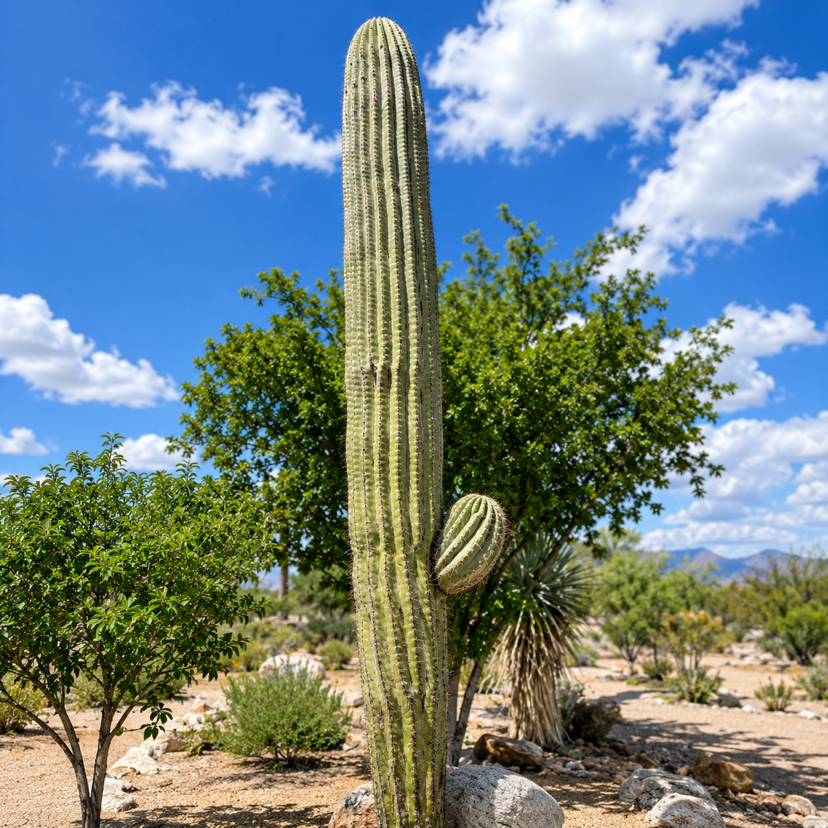 Live South American Saguaro with upright ribbed green growth and architectural presence.