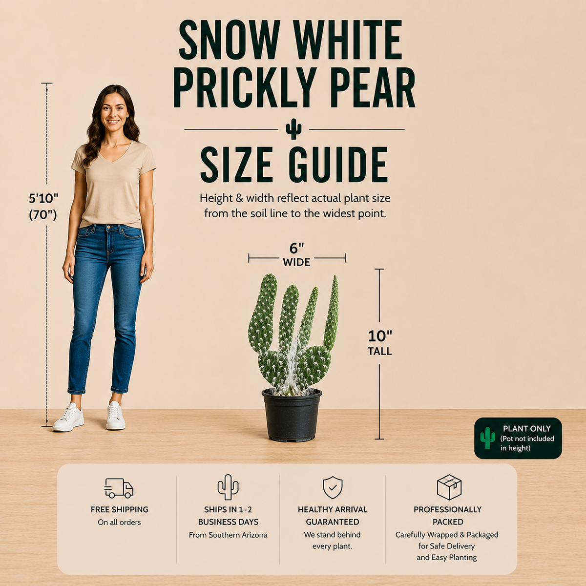 Snow White Prickly Pear live plant with rounded green pads covered in dense white glochids.