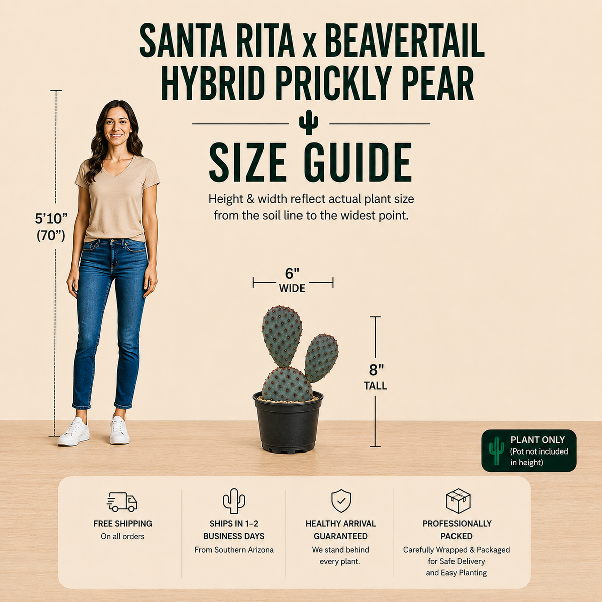 Santa Rita x Beavertail Hybrid specimen showing colorful flattened pads and branching growth.