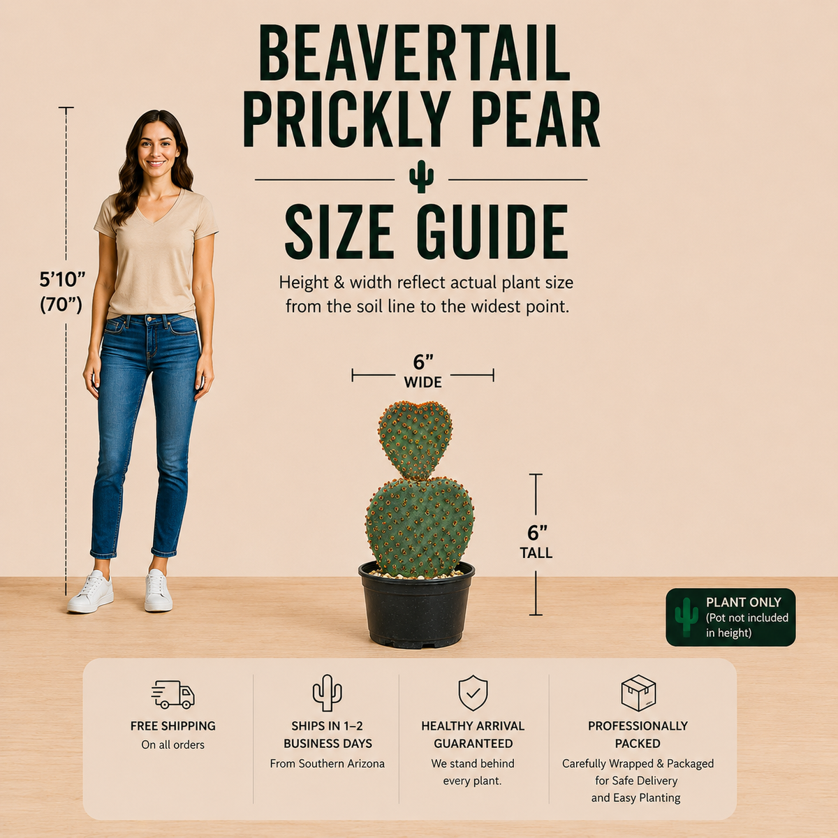 Beavertail Prickly Pear live plant with broad flattened green pads and low spreading growth.