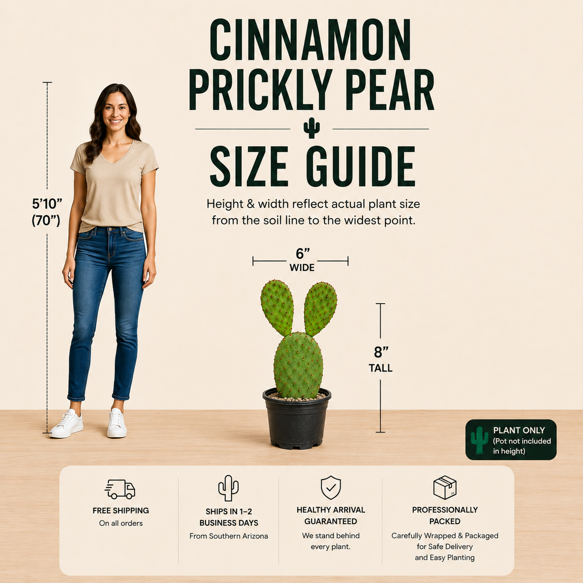 Cinnamon Prickly Pear live plant with rounded green pads covered in cinnamon-colored glochids.