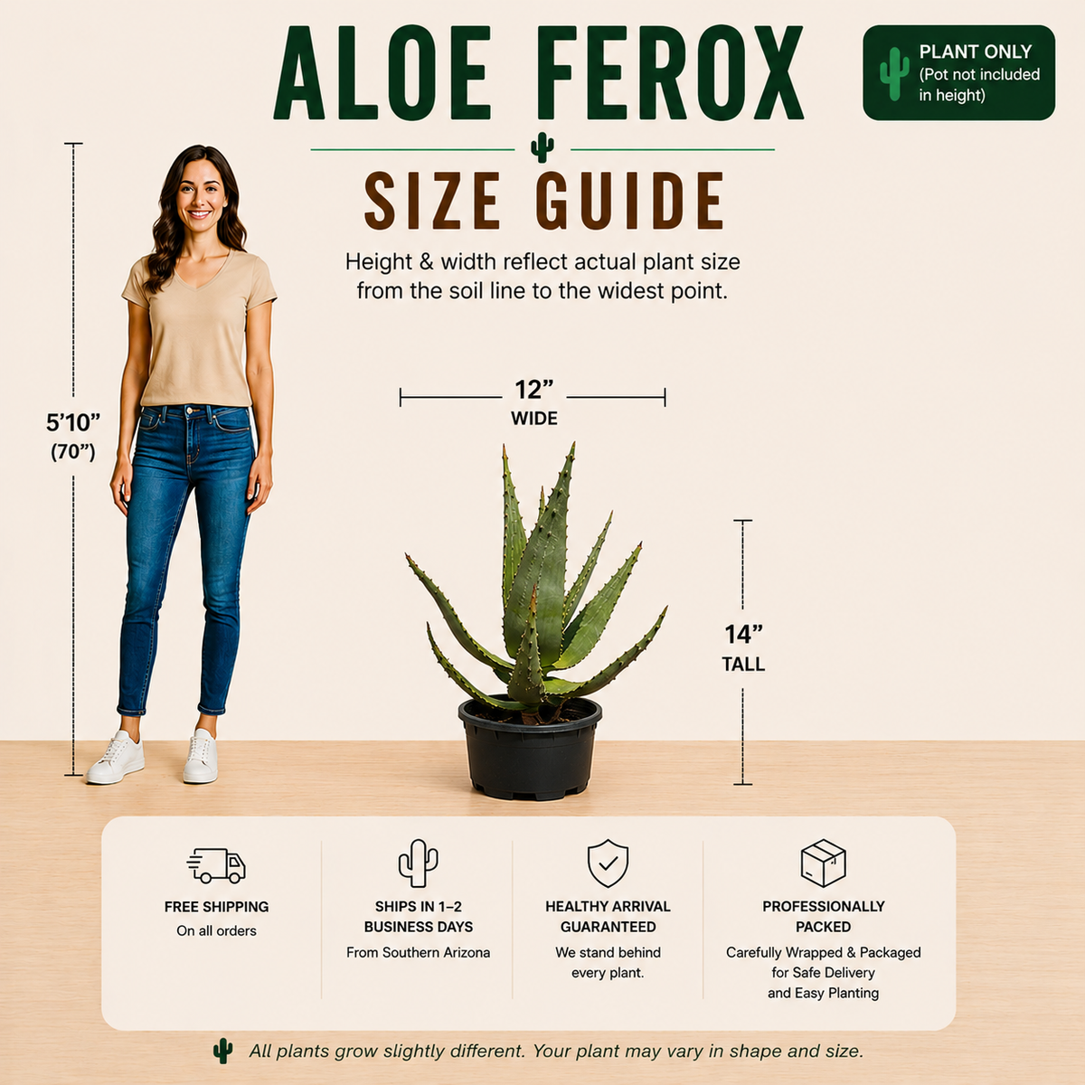 Aloe ferox live plant highlighting its substantial pointed foliage and toothed leaf margins.