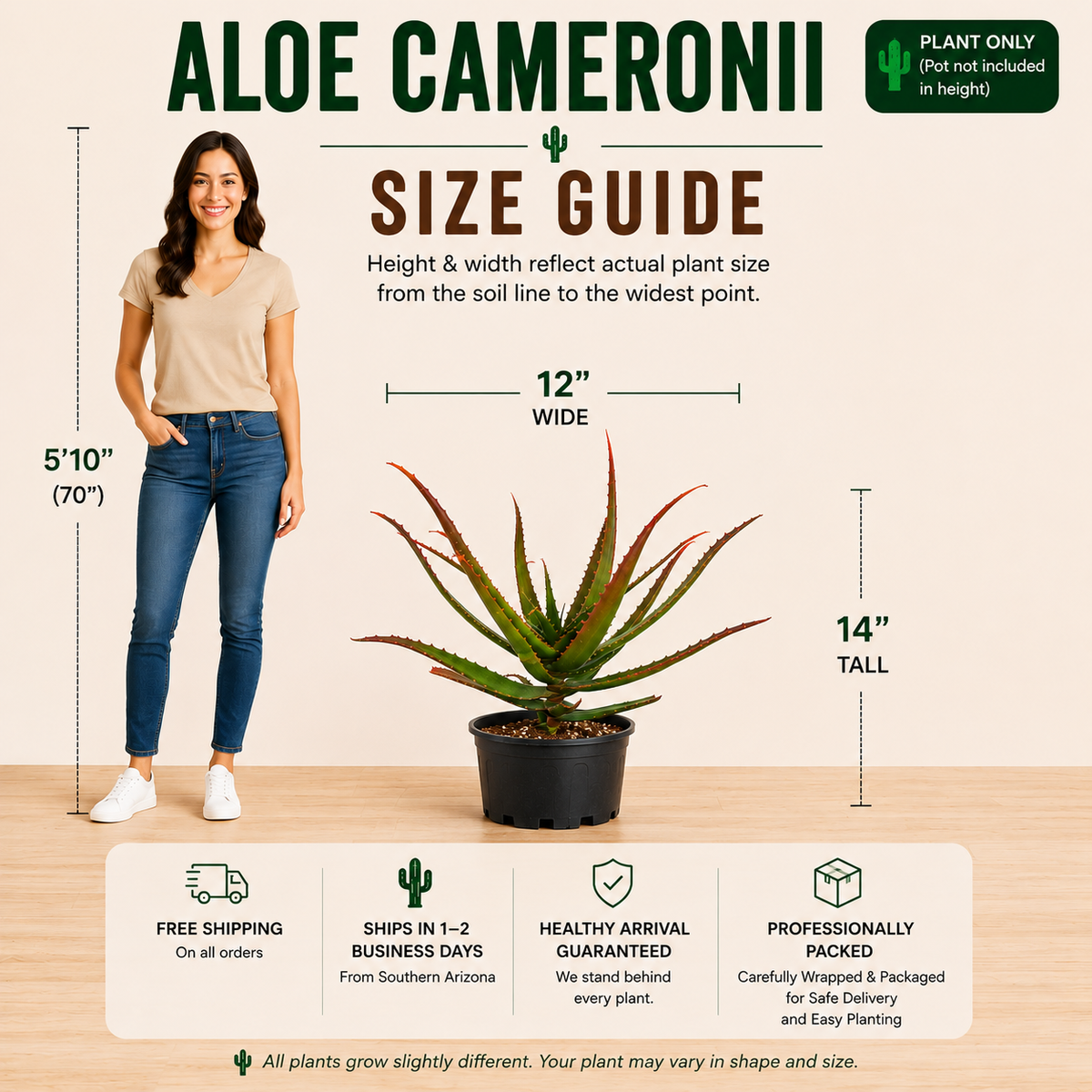 Aloe cameronii specimen with arching fleshy leaves and red-tinted foliage.
