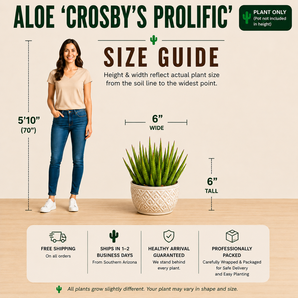 Crosby's Prolific Aloe live plant highlighting its tight rosette and pointed succulent leaves.