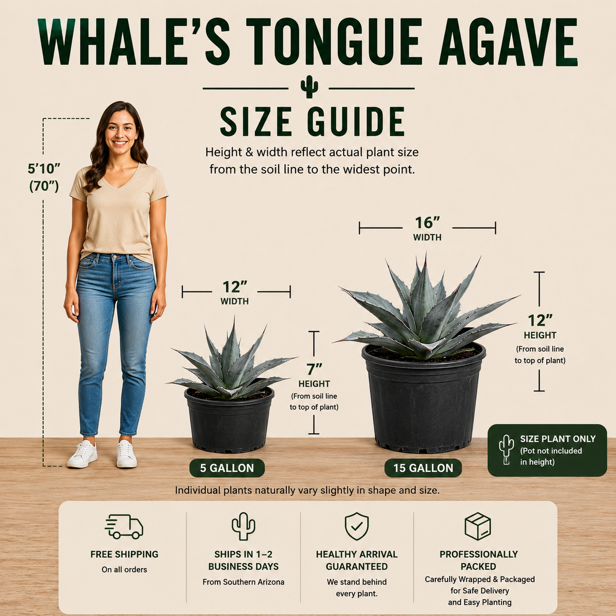 Size guide infographic for a Whale's Tongue Agave plant, showing a woman for scale alongside two potted plants: a 5 gallon pot and a 15 gallon pot. The infographic details the plant's height and width of 12 inches by 7 inches, with text highlighting shipping, business days shipping, guaranteed healthy arrival, and professional packing.