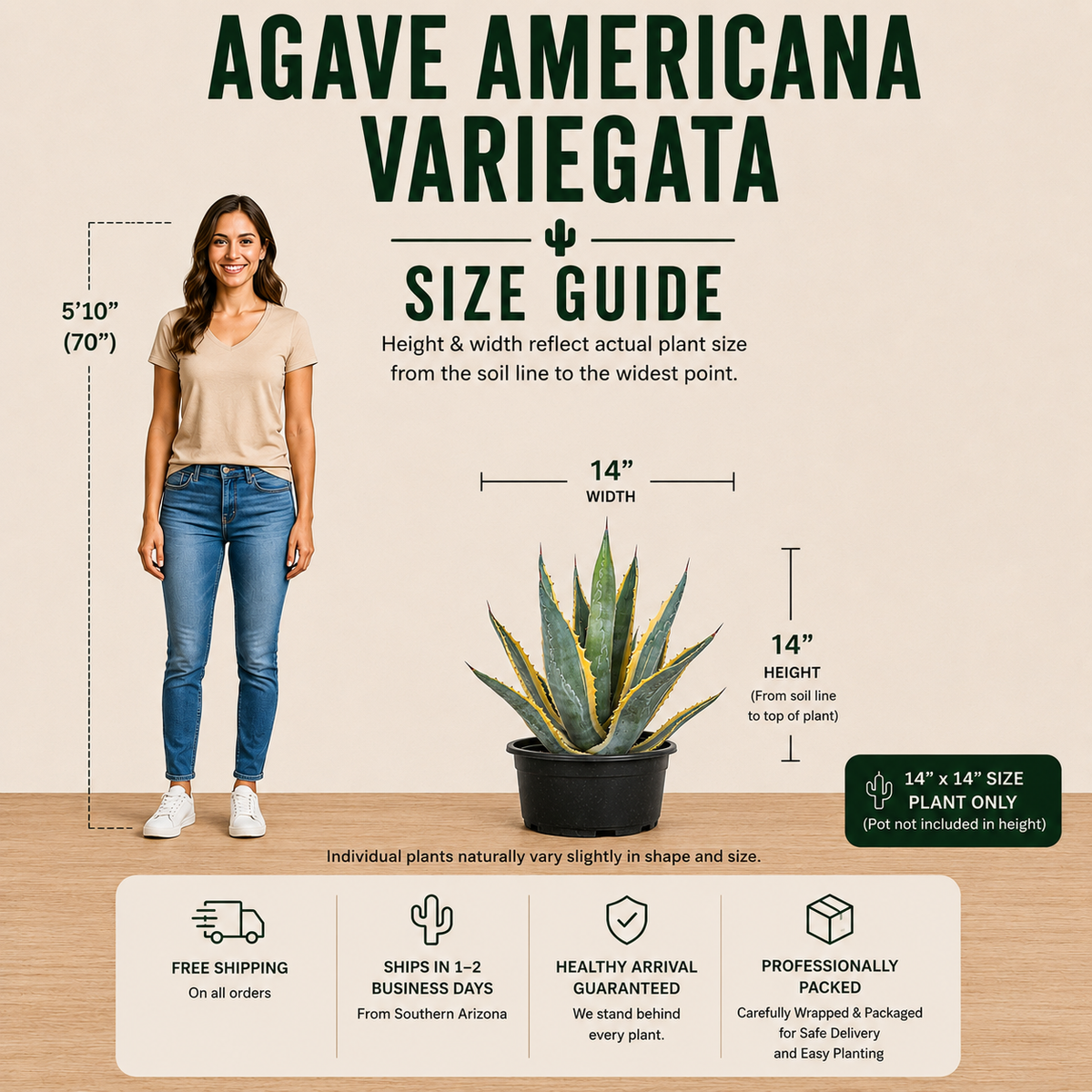 Agave americana variegata live plant with broad green leaves edged in creamy yellow.